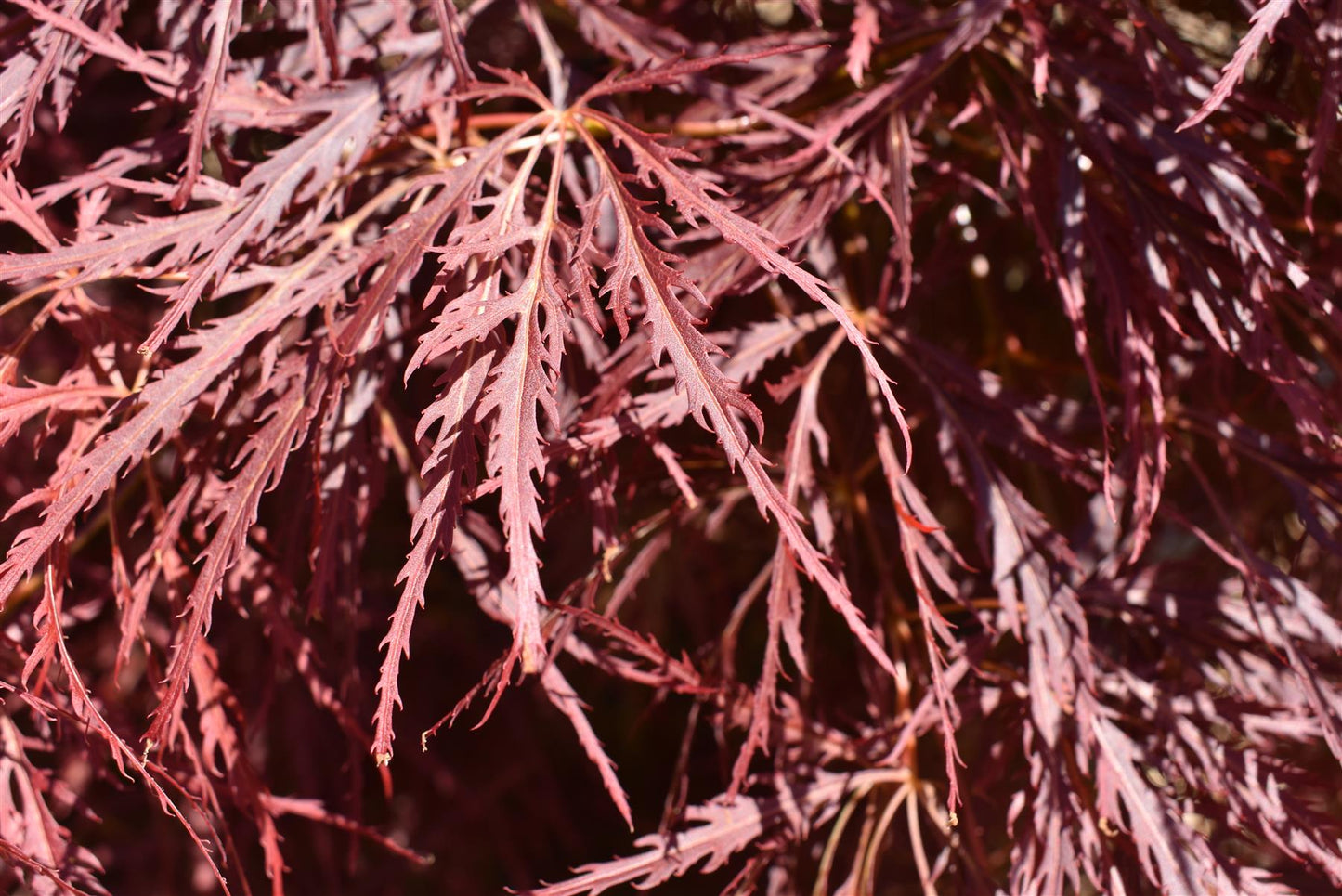 Acer palmatum 'Dissectum Atropurpureum' | Purple Threadleaf Japanese maple - Girth 32cm - 200-220cm - 375lt