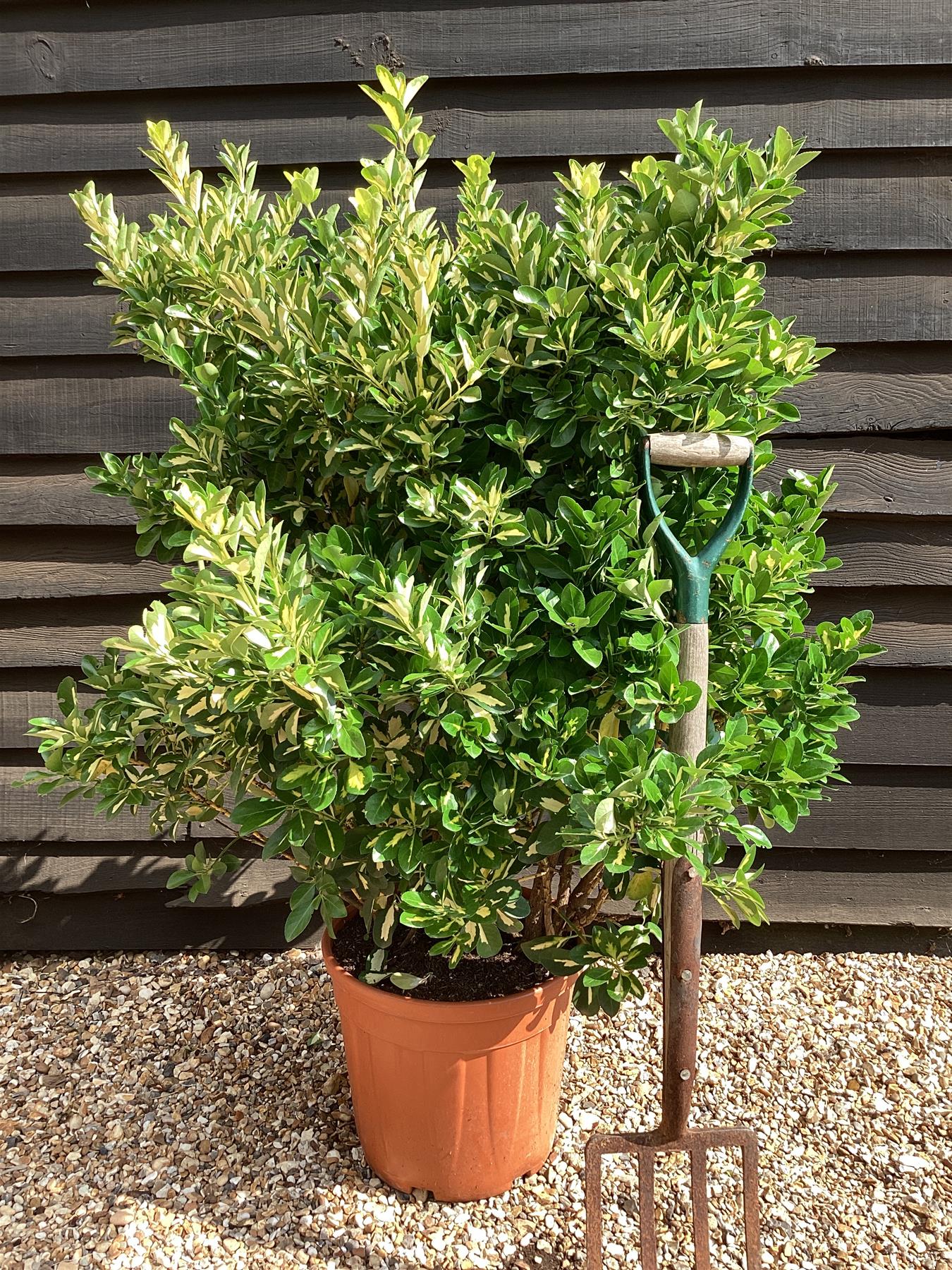 Euonymous japonica Gold Queen - 120-130cm - 25lt