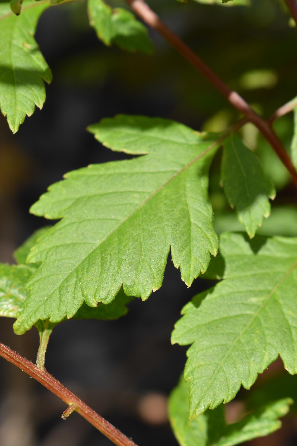 Koelreuteria Paniculata | Golden Rain Tree - Multistem Tree - Height 220-250cm - 45lt