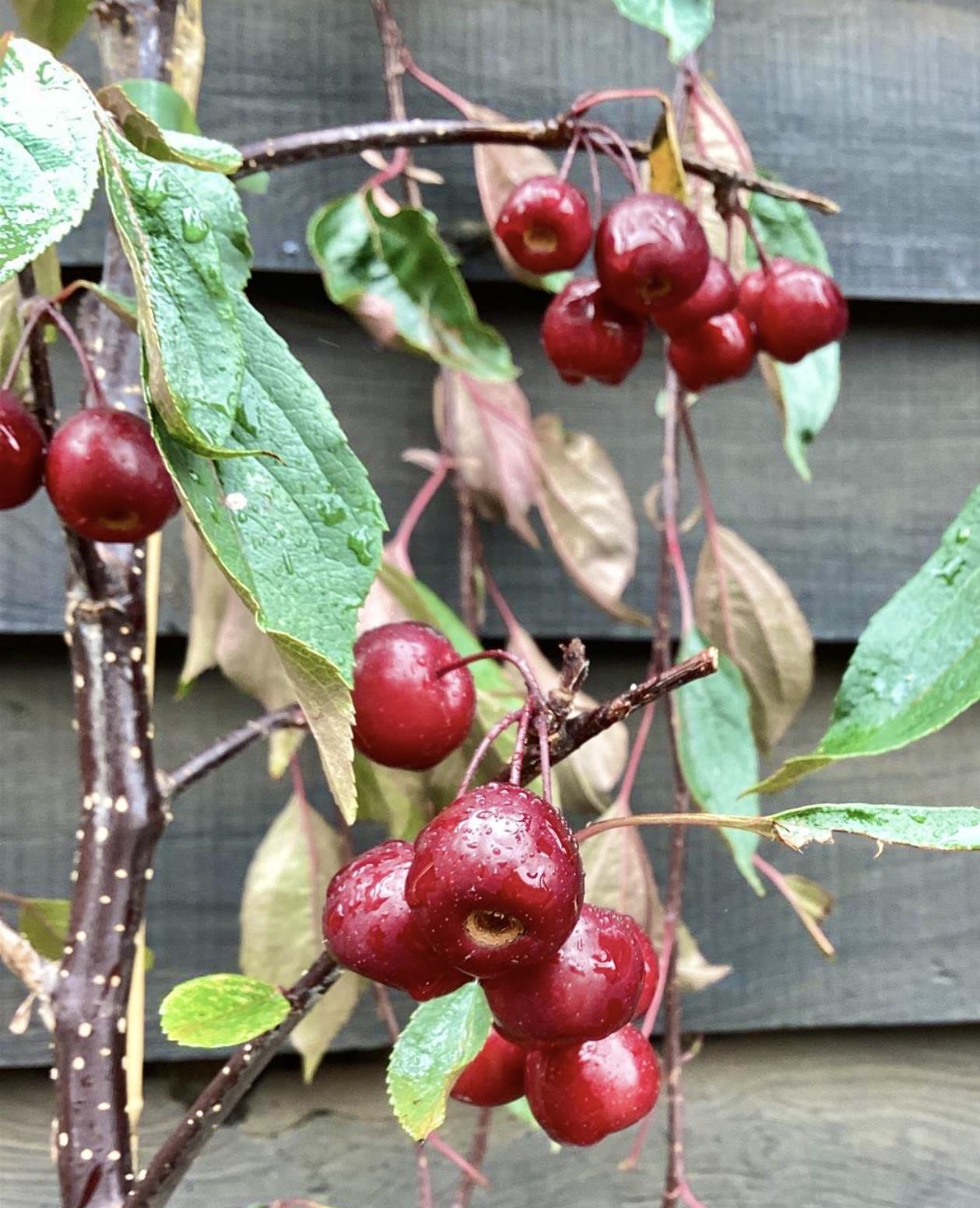 Malus Royal Beauty | Purple Weeping Crab Apple Tree - 1700-200cm, 10lt