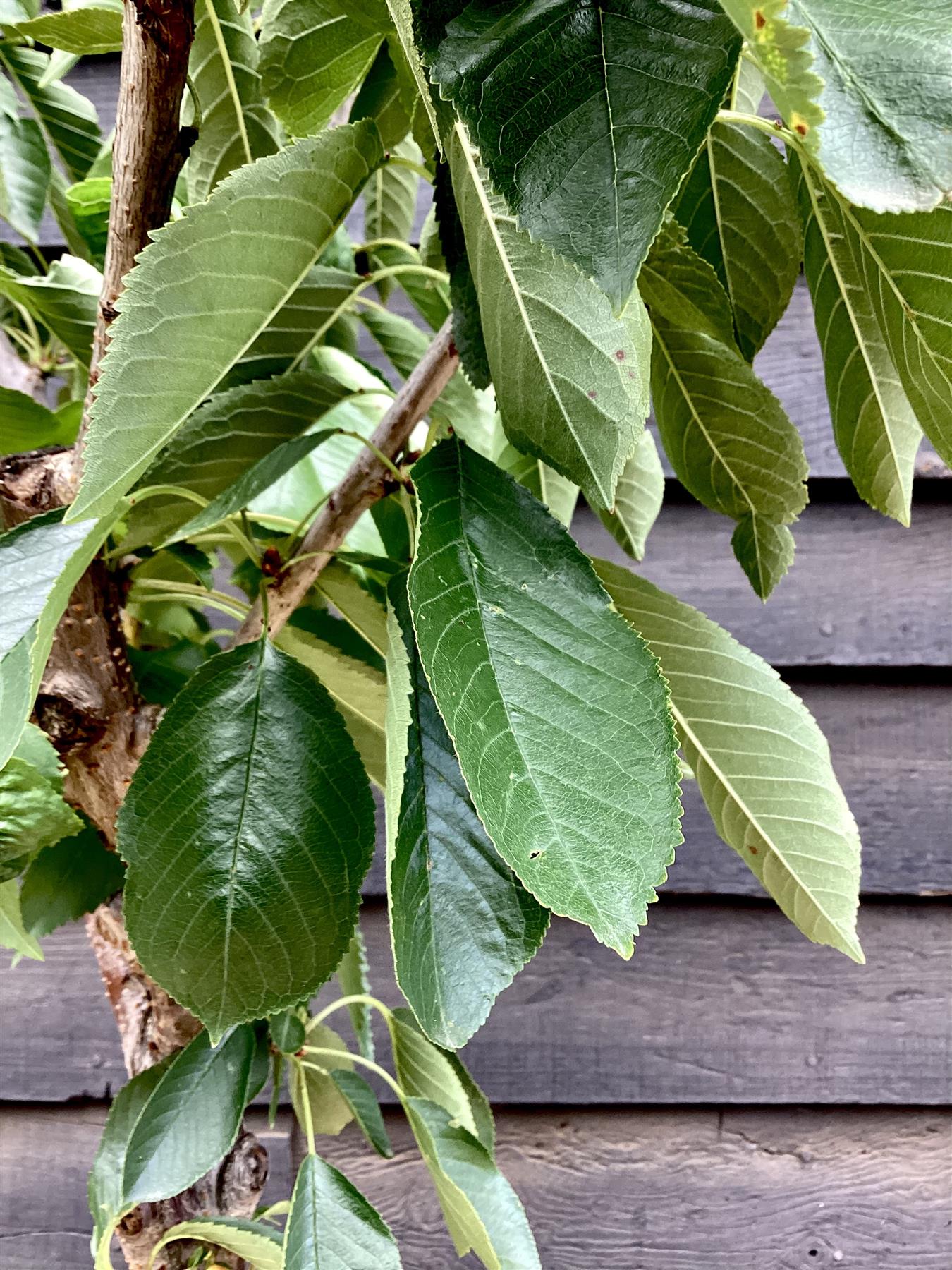 Sweet Cherry Tree 'Sunburst'| Prunus Avium - 170-180cm - 30lt