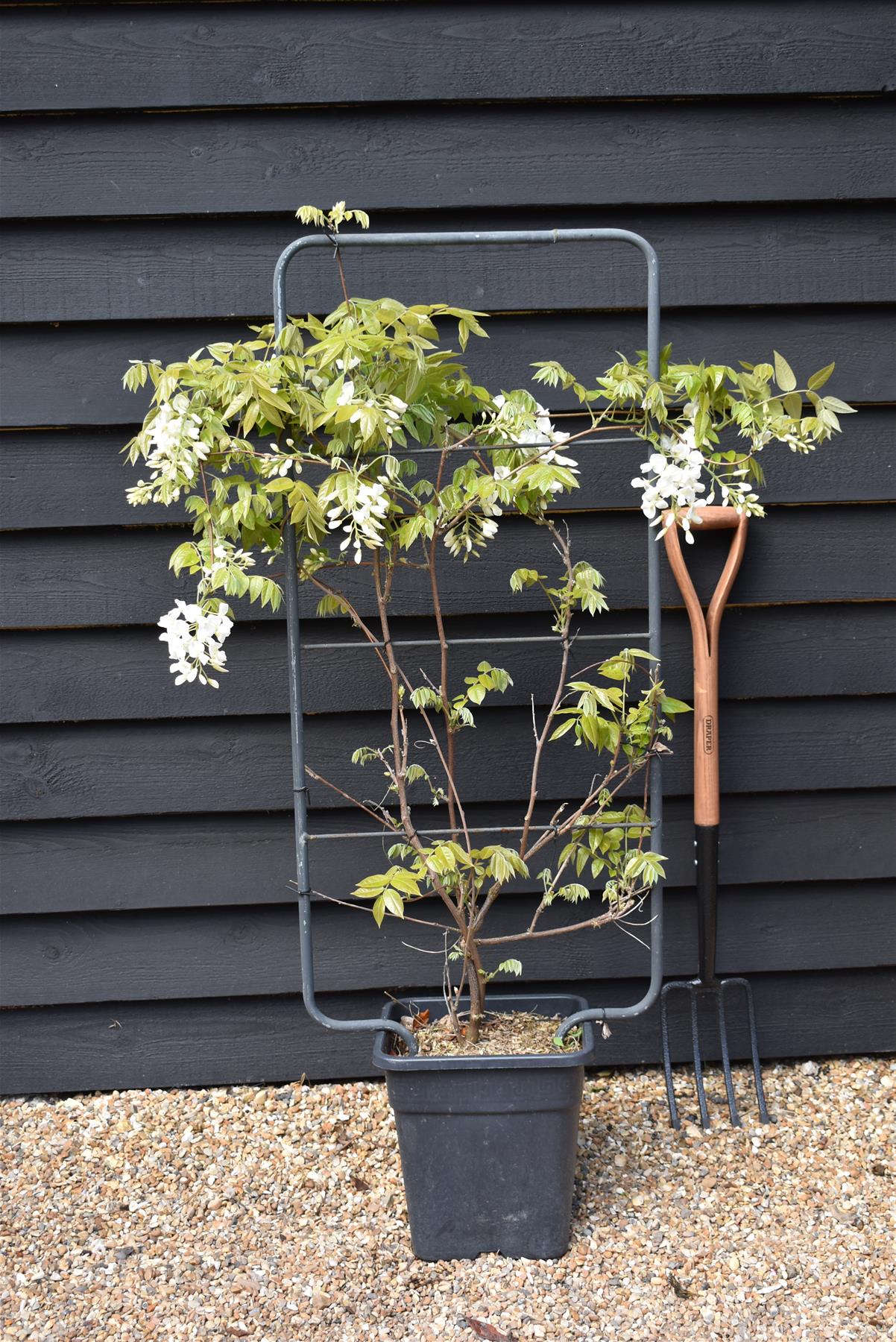 Wisteria | Chinese wisteria - White Flower - Frame/Espalier - Height 110cm Width 50cm - 18lt