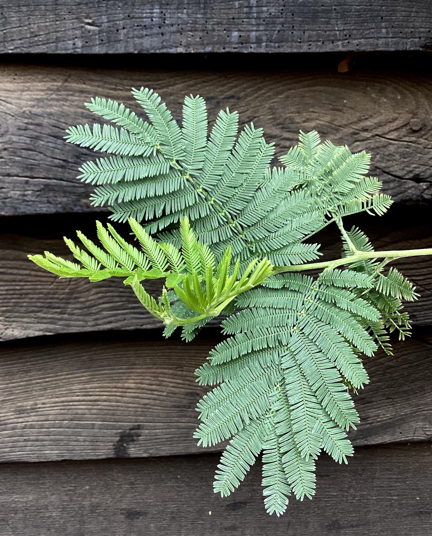 Acacia dealbata 'Gaulois Astier' | Mimosa Tree - 150-180cm, 10lt