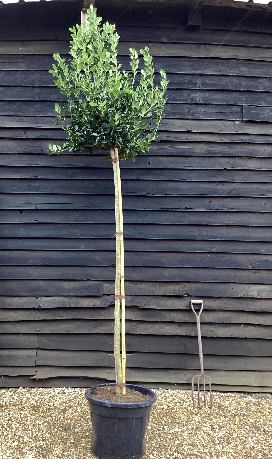 Ilex 'Nellie R. Stevens' Standard | Holly 'Nellie R. Stevens' - Girth 12-14cm - 300-340cm, 70lt