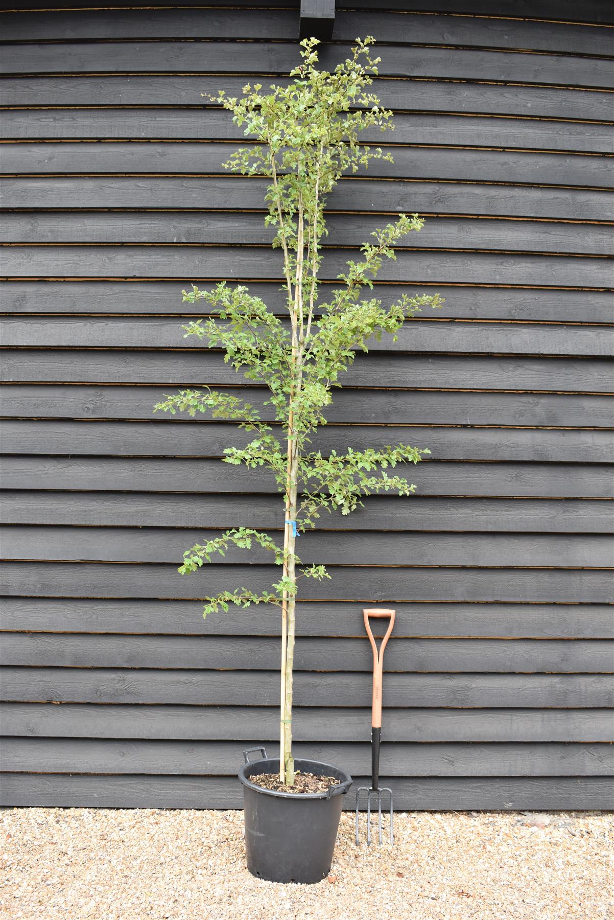 Crataegus Laevigata 'Paul's Scarlet' | Hawthorn 'Paul's Scarlet' - Height - 270-290cm - 40lt