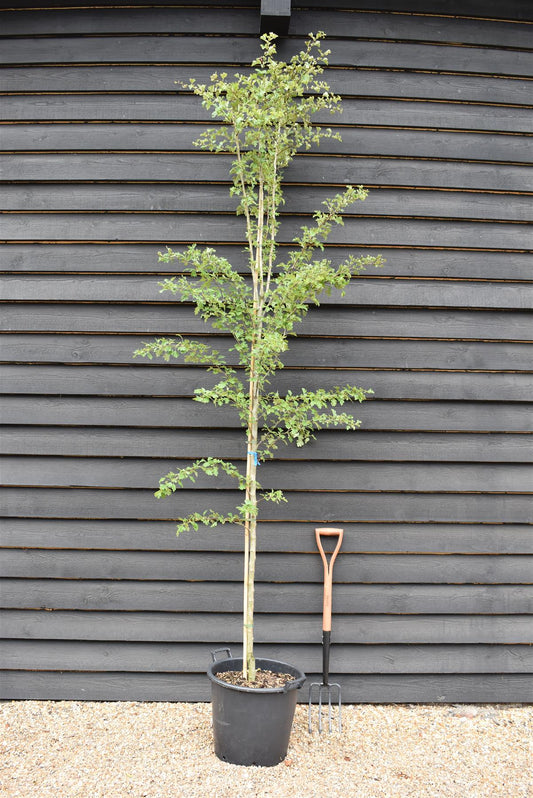 Crataegus Laevigata 'Paul's Scarlet' | Hawthorn 'Paul's Scarlet' - Height - 270-290cm - 40lt