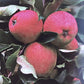 Apple tree 'Katy' | Malus domestica - MM106 - Semi-Dwarfing - 140-150cm - 10lt