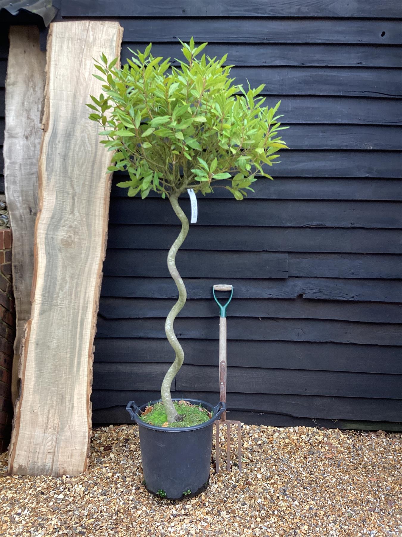 Laurus nobilis | Bay laurel - Corkscrew - 90-120cm, 40lt