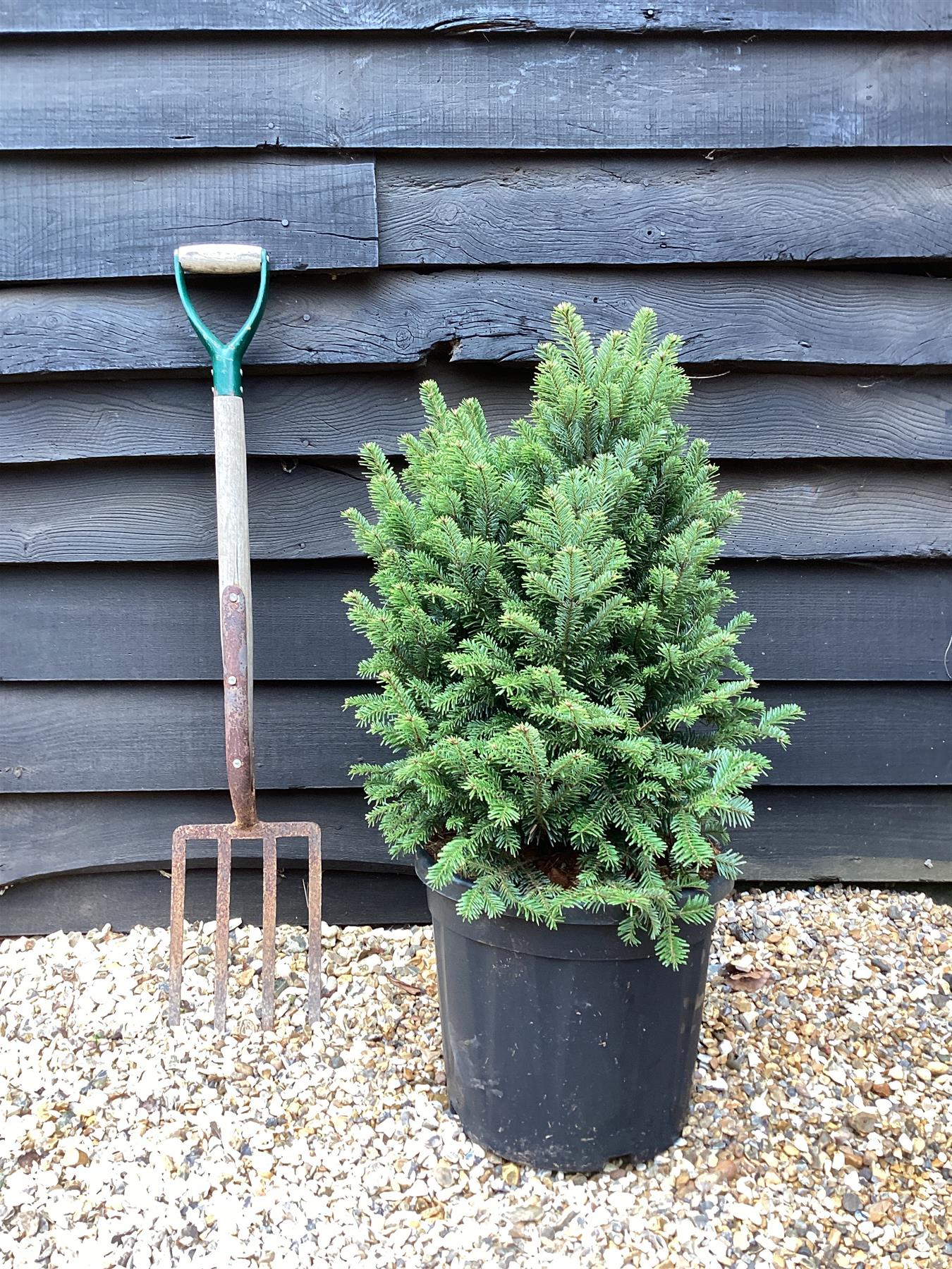 Abies Alba Fastigata | European Silver Fir - 85cm -18lt