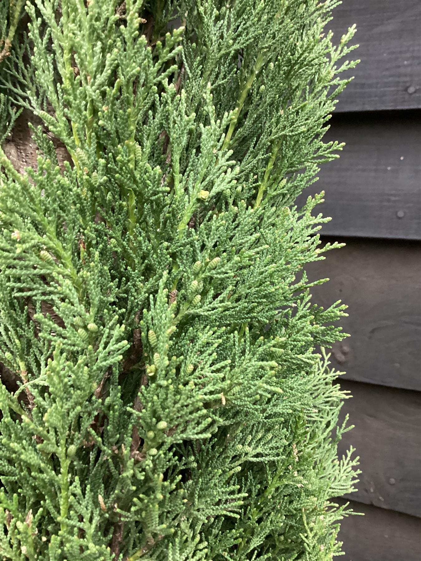 Cupressus sempervirens | Mediterranean Cypress - 350-360cm, 35lt