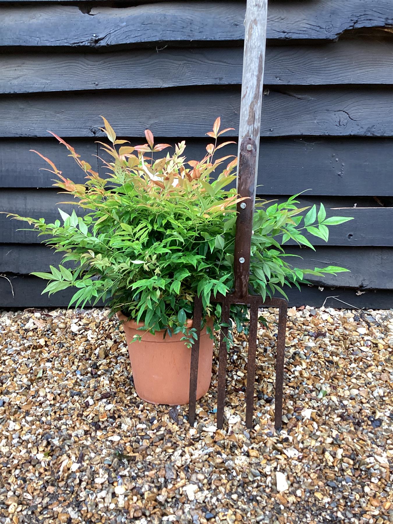 Nandina domestica 'Gulf Stream' | Heavenly Bamboo - Shrub - Height 40-60cm - 7lt