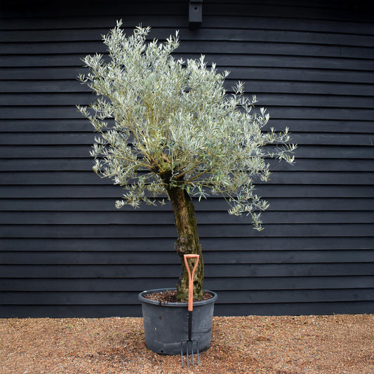 Olive Tree | Olea Europea - Specimen - Trunk height 120cm - Height 220-250cm - Girth 70cm - Leaning gnarly - 160lt