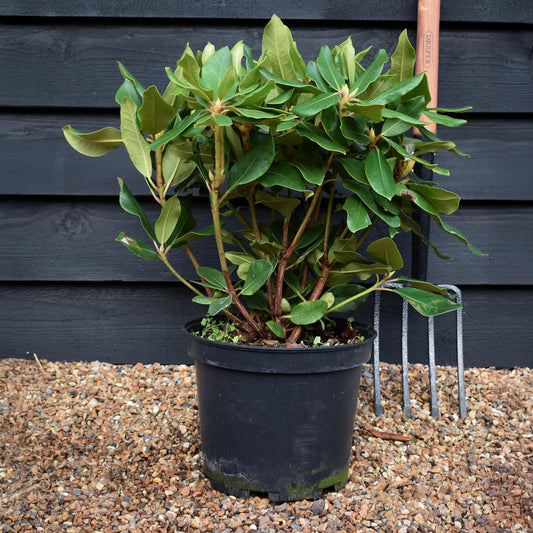 Rhododendron 'Pearce's American Beauty' - Shrub - Height 50-60cm - 10lt