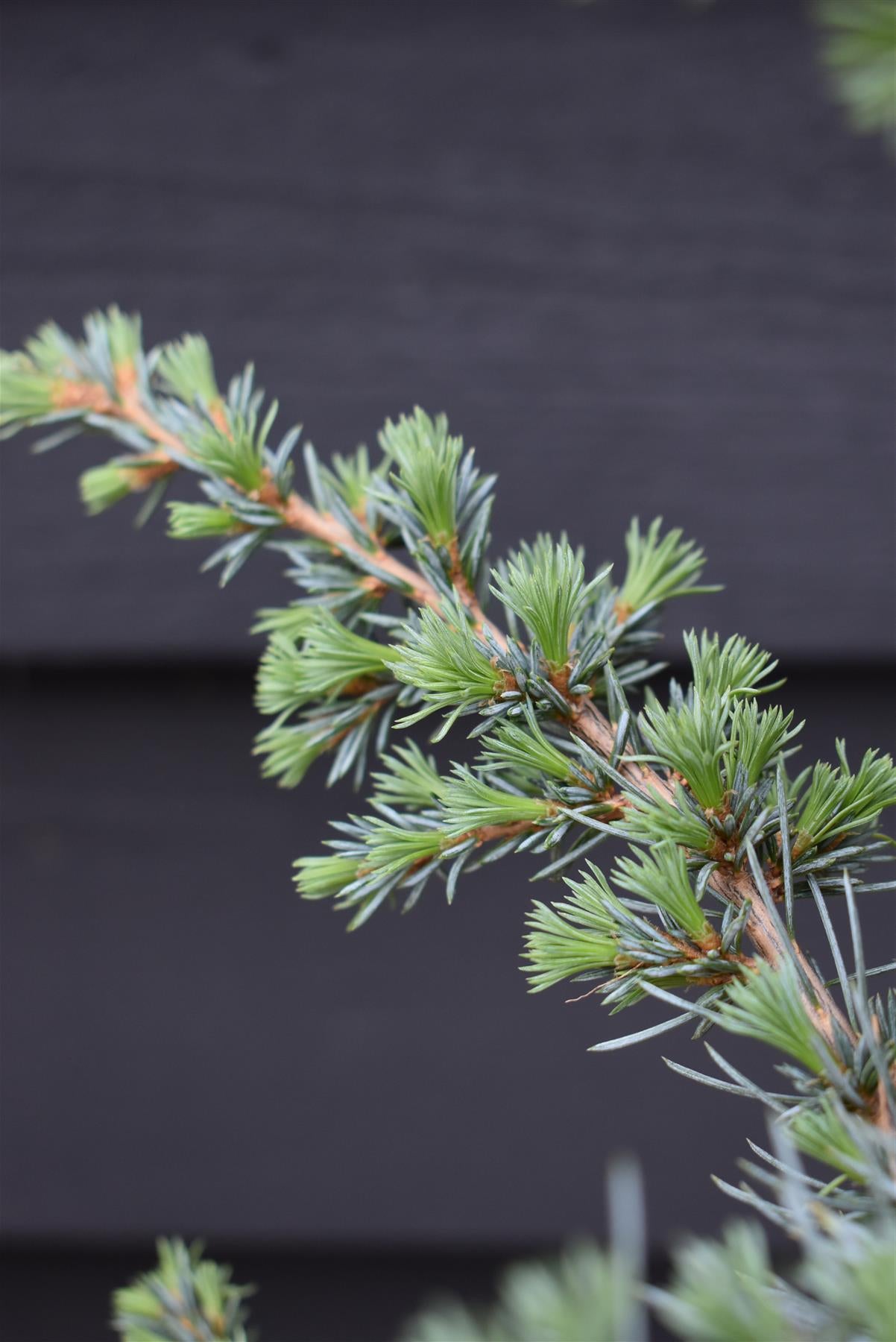 Cedrus libani atlantica 'Saphire Nymph' | Atlas Cedar 'Saphire Nymph'   - Height 70-80cm - Width 30-40cm - 8lt