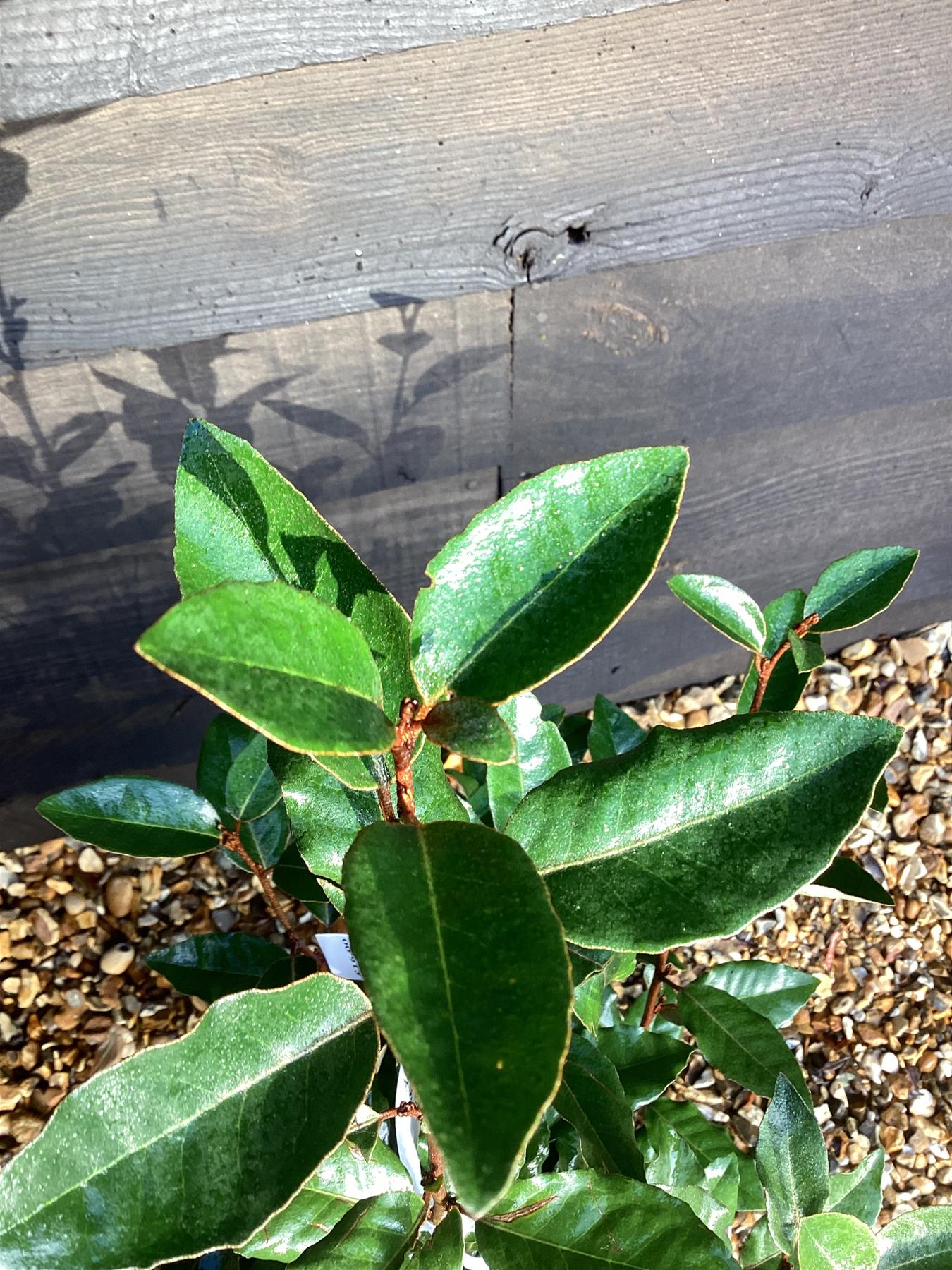 Elaeagnus ebbingei Compacta - 20-50cm, 5lt