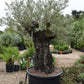 Olive Tree | Olea Europea 1/2 Std Crown - 190-200cm, 375lt