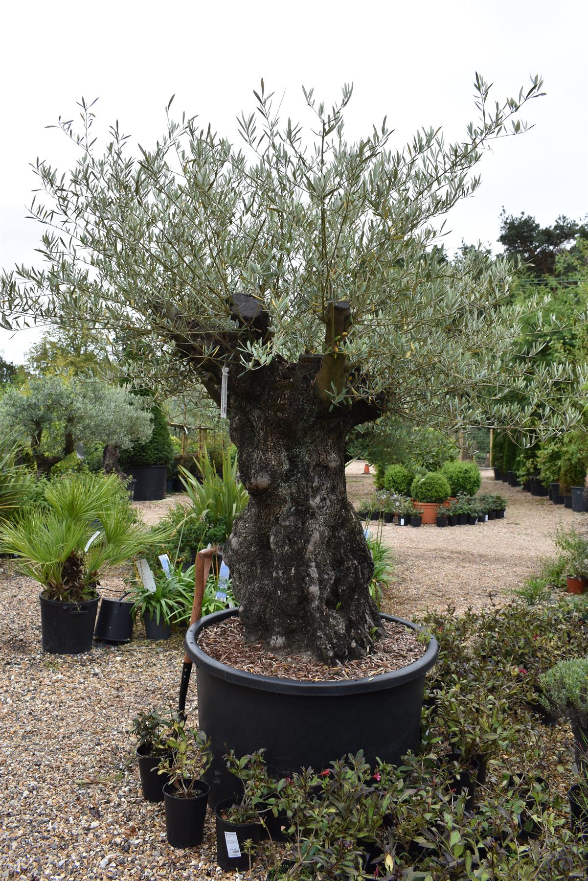 Olive Tree | Olea Europea 1/2 Std Crown - 190-200cm, 375lt