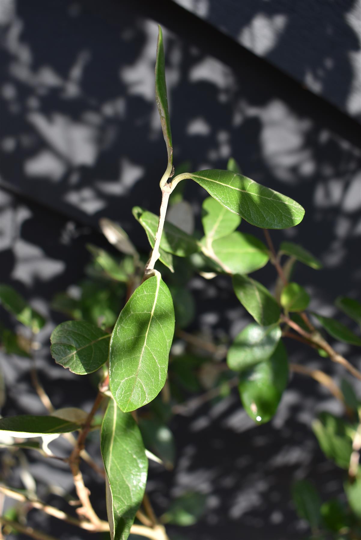 Feijoa (acca) sellowiana - Shrub - 180-200cm - 90lt