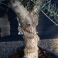 Olive Tree |Olea Europea - Specimen - Straight double branch - Trunk height 80cm - Height 200cm - Girth 56cm - 160lt