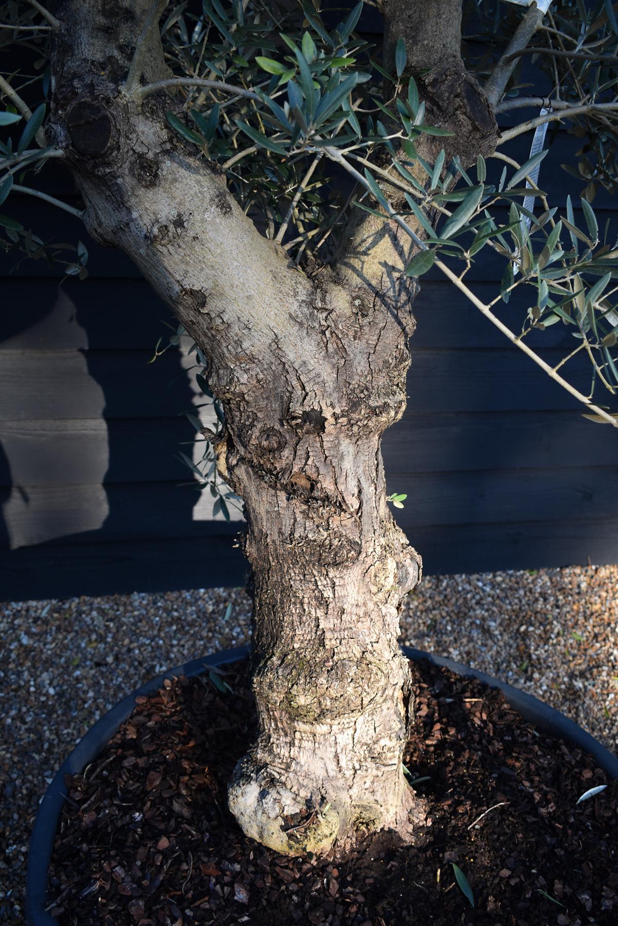 Olive Tree |Olea Europea - Specimen - Straight double branch - Trunk height 80cm - Height 200cm - Girth 56cm - 160lt