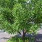 Chinese Date | Ziziphus Jujuba -  Specimen/Mature tree - Height - 300-350cm - 150lt