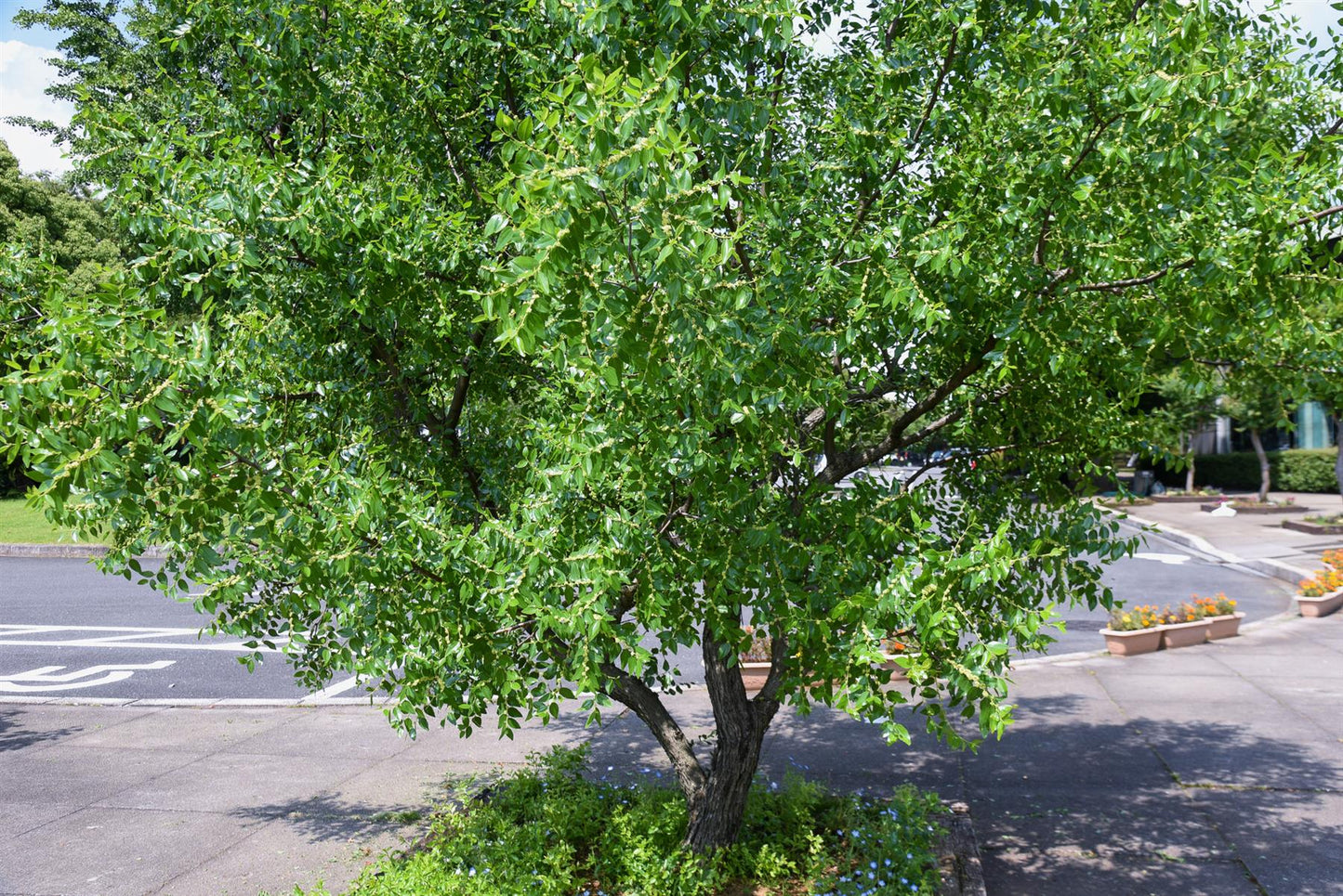 Chinese Date | Ziziphus Jujuba -  Specimen/Mature tree - Height - 300-350cm - 150lt