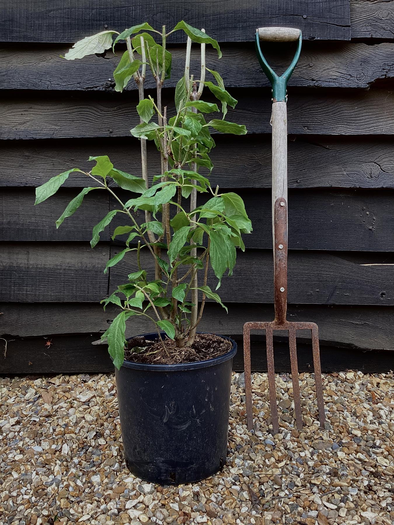 Lilac 'Mrs Edward Harding' | Syringa vulgaris - 80cm - 12lt