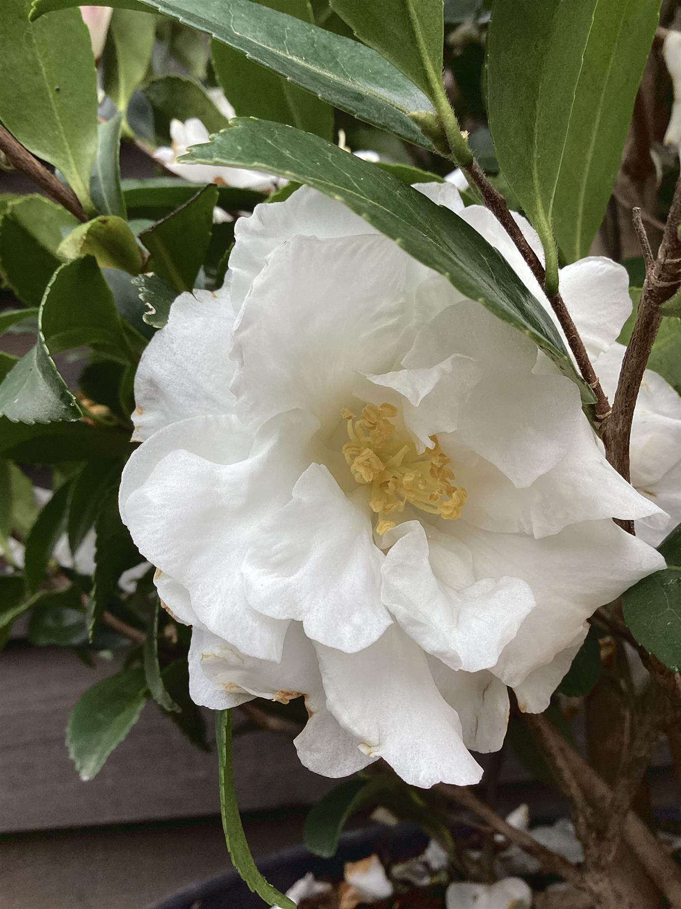 Camellia sasanqua - Bush - Large Shrub - White - Height 140cm - Width 60cm - 55lt