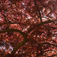 Acer palmatum 'Garnet' | Garnet Japanese Maple - Girth 34cm - 350-360cm - 600lt