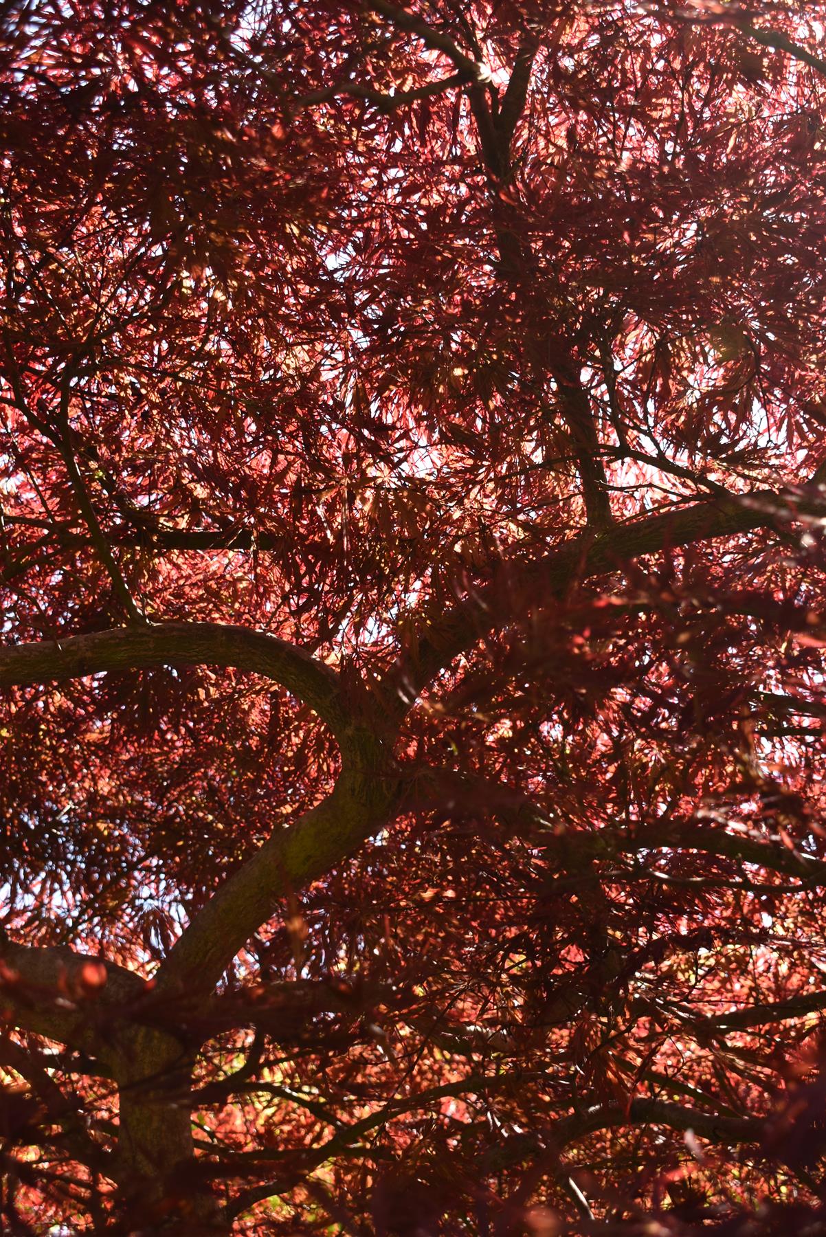 Acer palmatum 'Garnet' | Garnet Japanese Maple - Girth 34cm - 350-360cm - 600lt