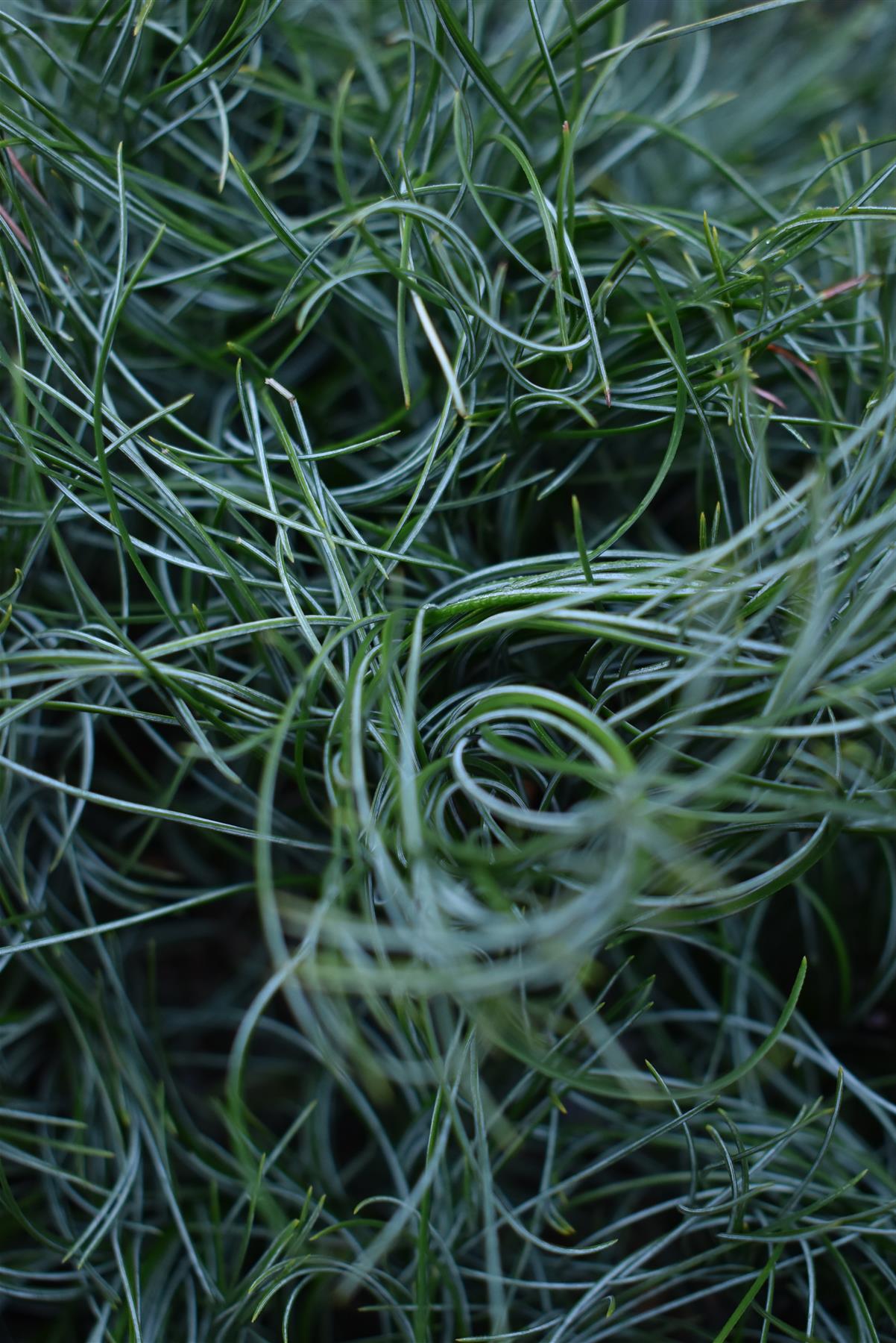 Pinus strobus 'Squiggles' - 60cm Clear Stem - Height 90cm - 15lt