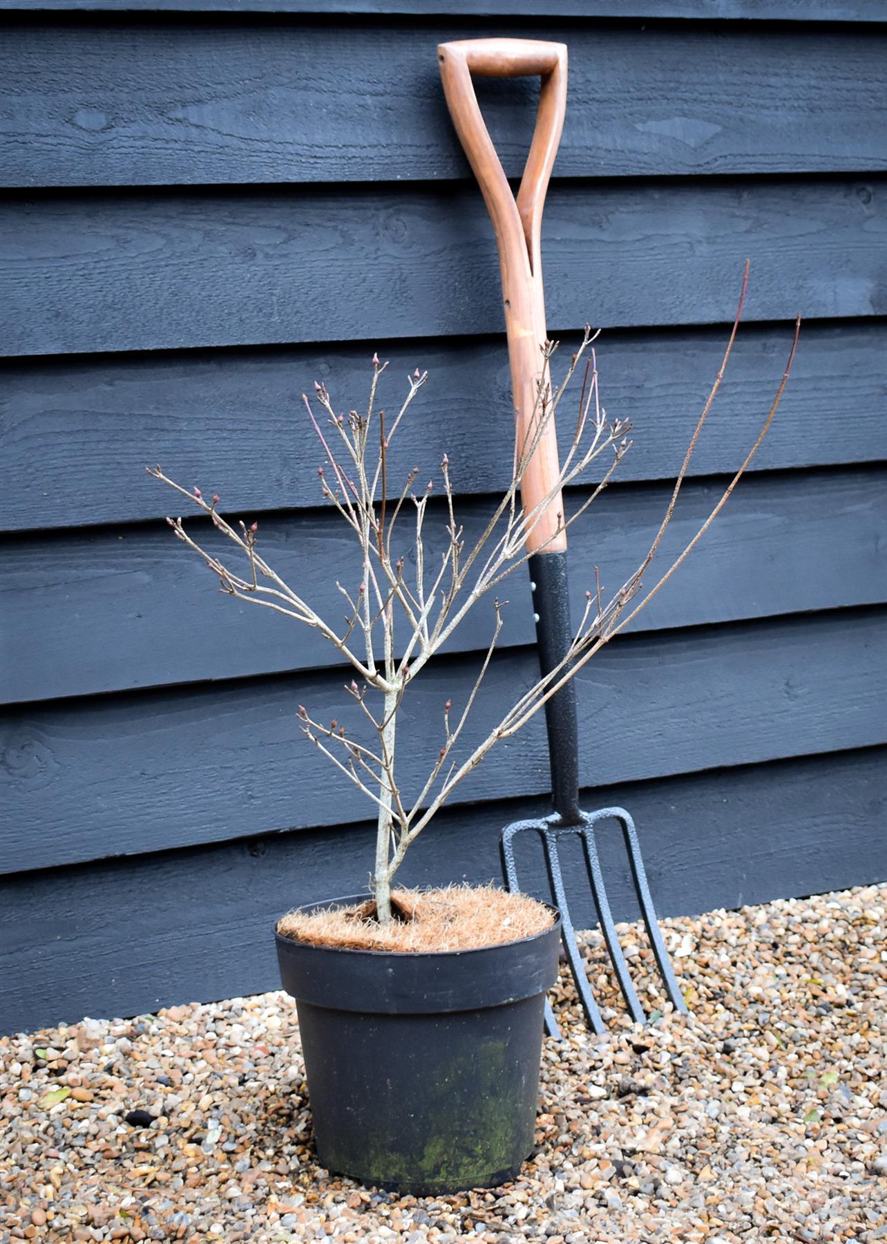 Cornus Rutgersensis Stellar Pink | Beni-Fuji Dogwood - 50-80cm - 7lt