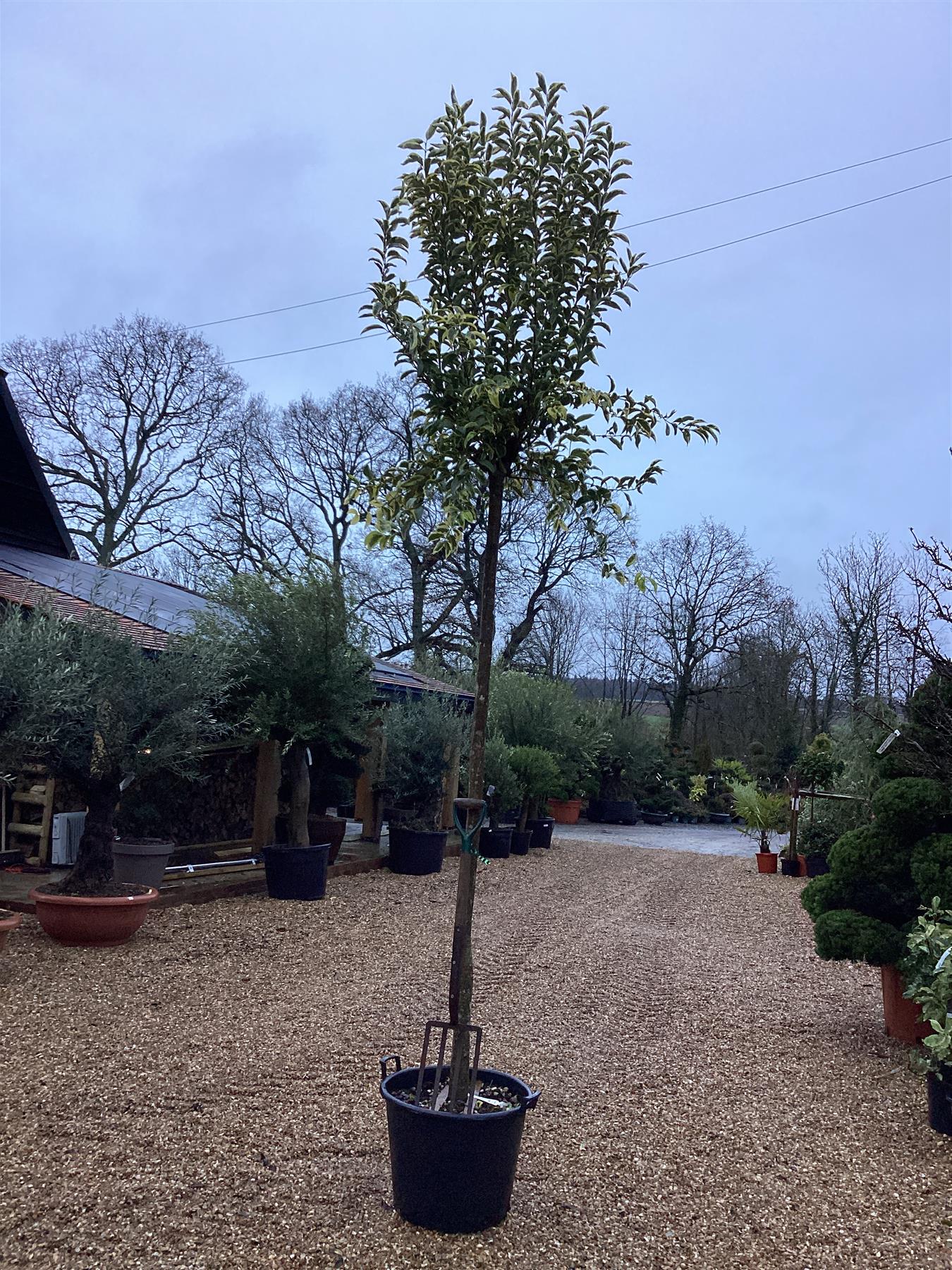 Ligustrum lucidum 'Excelsum Superbum' | Chinese privet 'Excelsum Superbum' Standard Girth 18cm - 350cm, 55lt