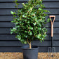 Camellia Dr King - 80-100cm - 25lt