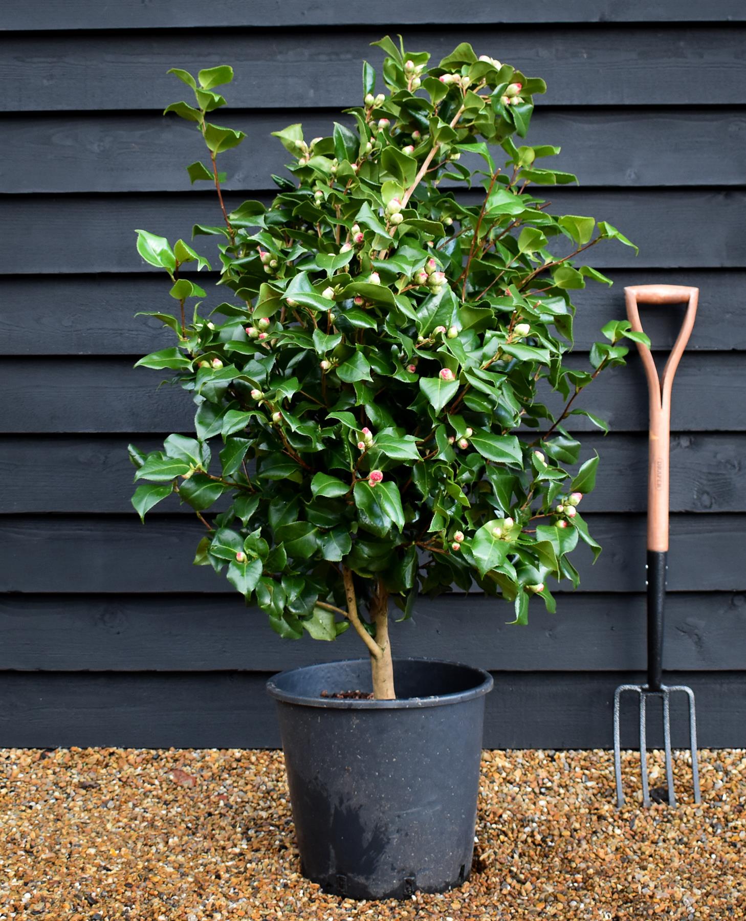 Camellia Dr King - 80-100cm - 25lt