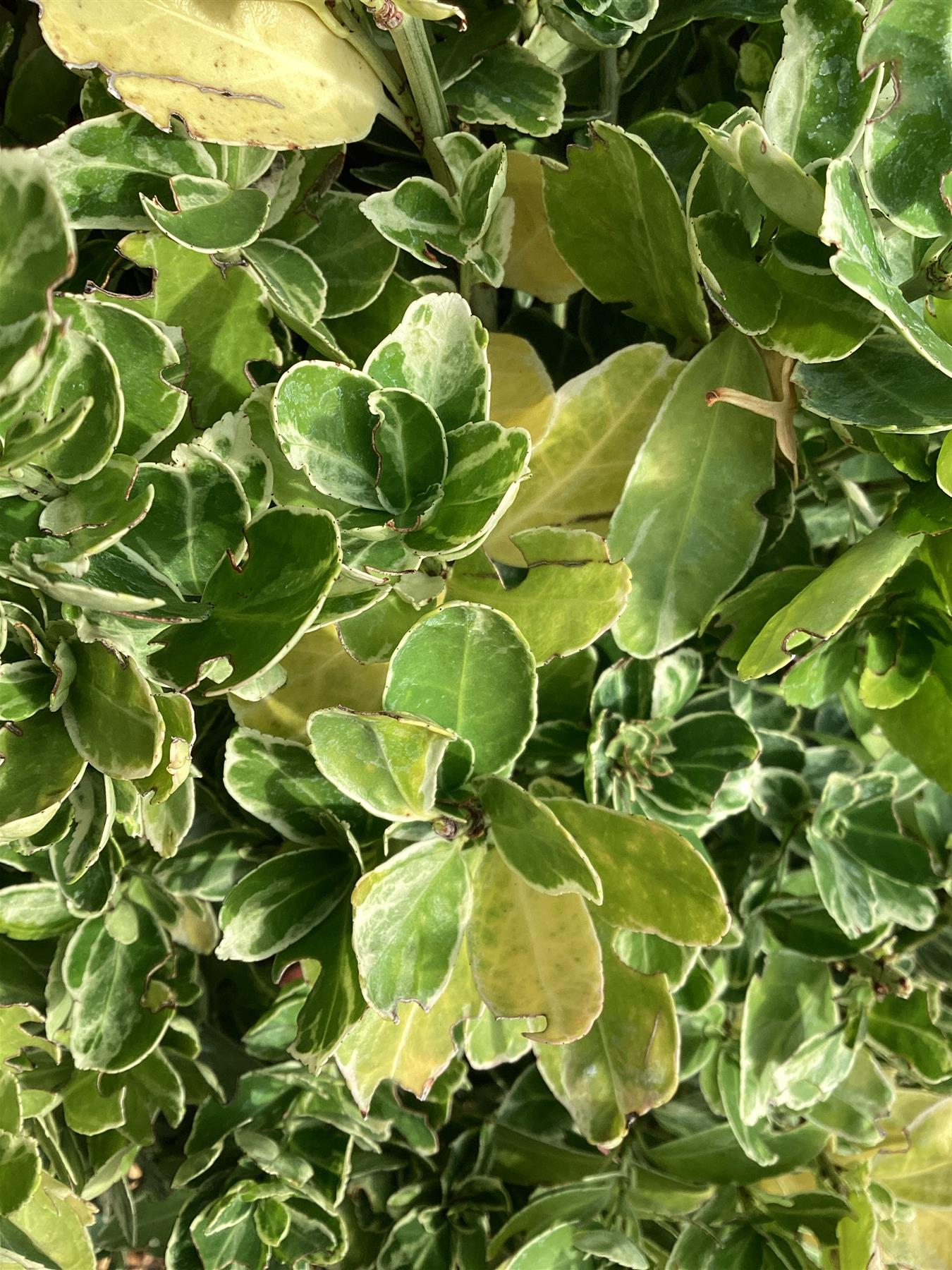 Euonymus Japonicus 'Albomarginatus' - 150/200cm, 15lt