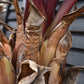 Ensete ventricosum 'Maurelii' | Red Abyssinian banana 110-130cmPalm  - 40lt