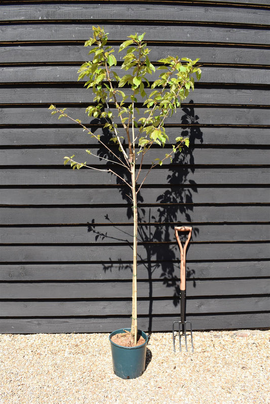 Prunus Avium Plena | Wild Cherry Tree, Clear Stem - 170-200cm, 10lt