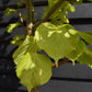 Tilia cordata Winter Orange | Littleleaf Linden | Small-leaved Lime - Clear Stem - Standard - Girth 10-12cm - Height 300-320cm - 35lt