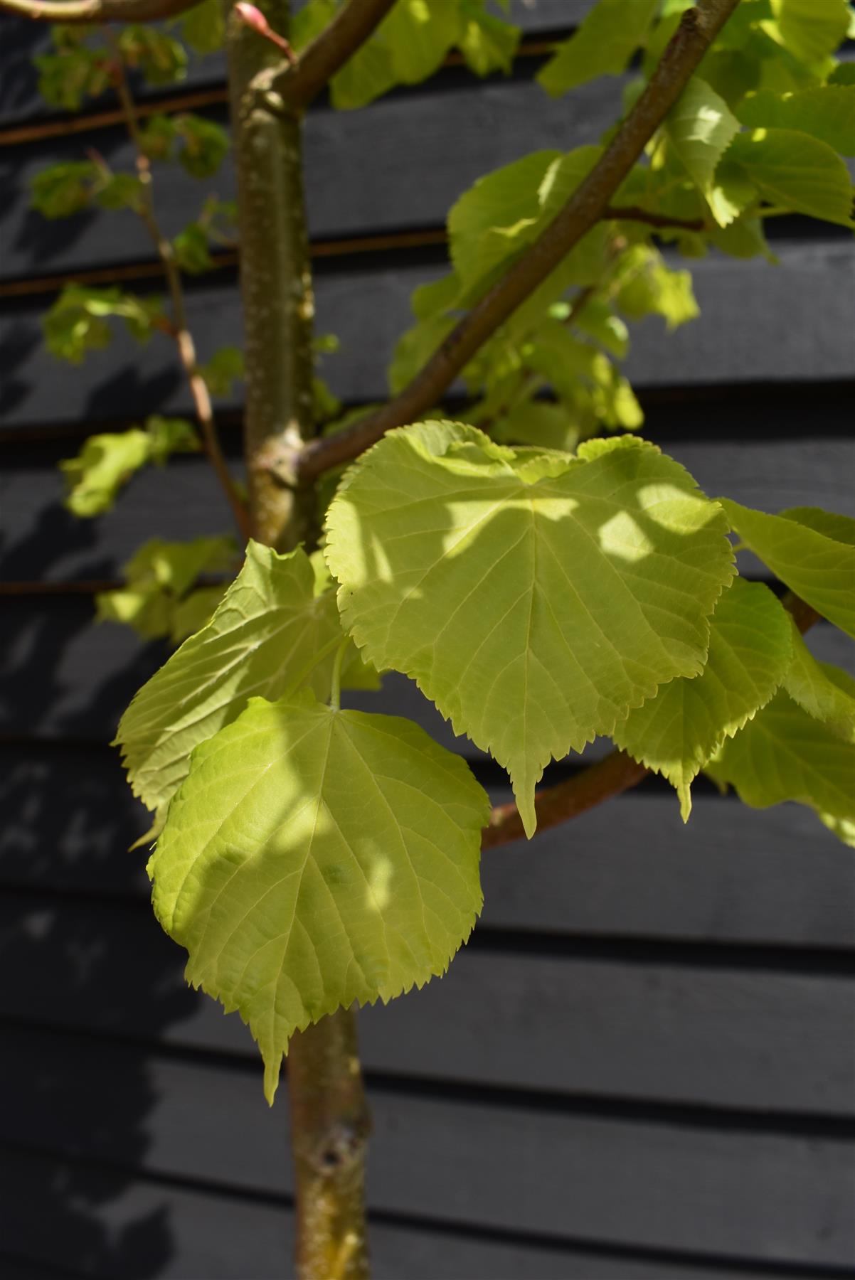 Tilia cordata Winter Orange | Littleleaf Linden | Small-leaved Lime - Clear Stem - Standard - Girth 10-12cm - Height 300-320cm - 35lt