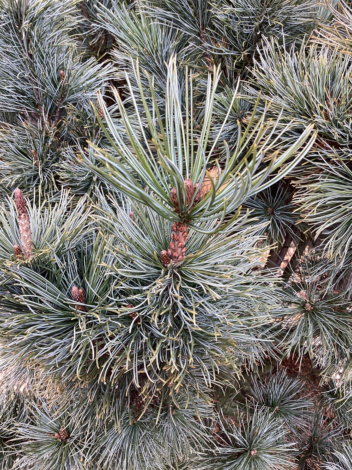 Pinus pumila 'Glauca' | Glaucous Dwarf Siberian Pine - Height 100cm - Width 80-90cm - 45lt