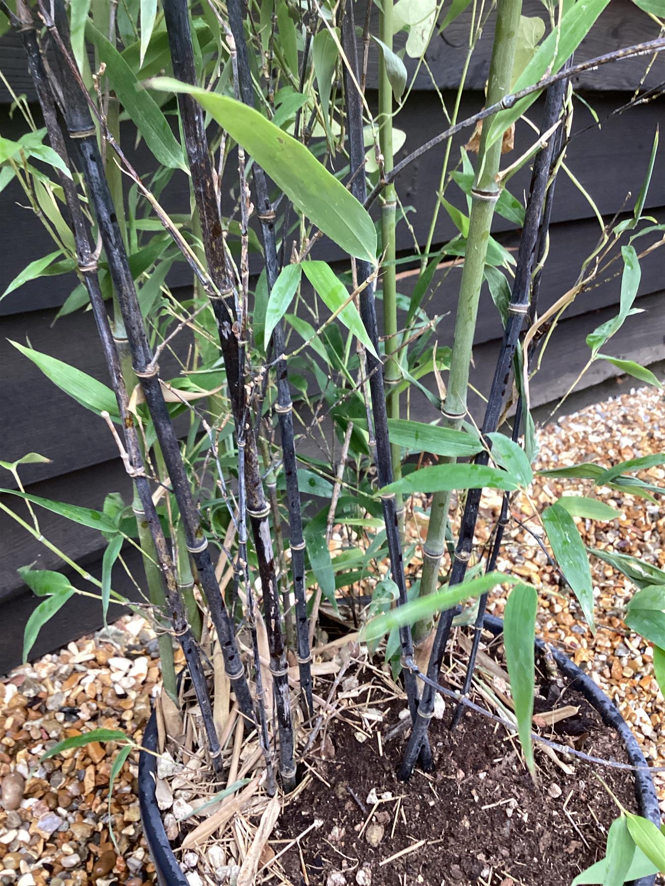 Phyllostachys nigra | Black Bamboo - Height 180-200cm - 12lt