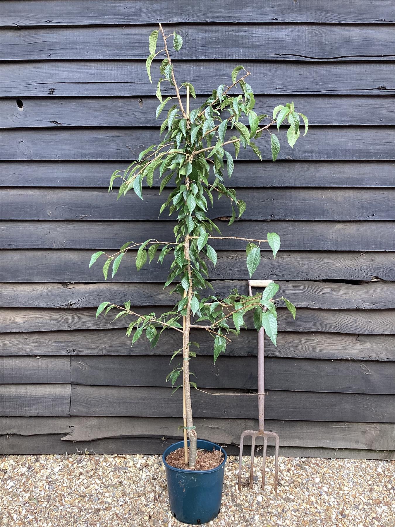 Prunus 'Kiku-shidare-zakura' Sakura | Japanese Weeping - 180-200cm - 10lt