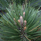 Pinus leucodermis 'Malinki' | Pinus leucodermis 'Malinki' - Height - 55cm - Width 35-40cm - 8lt