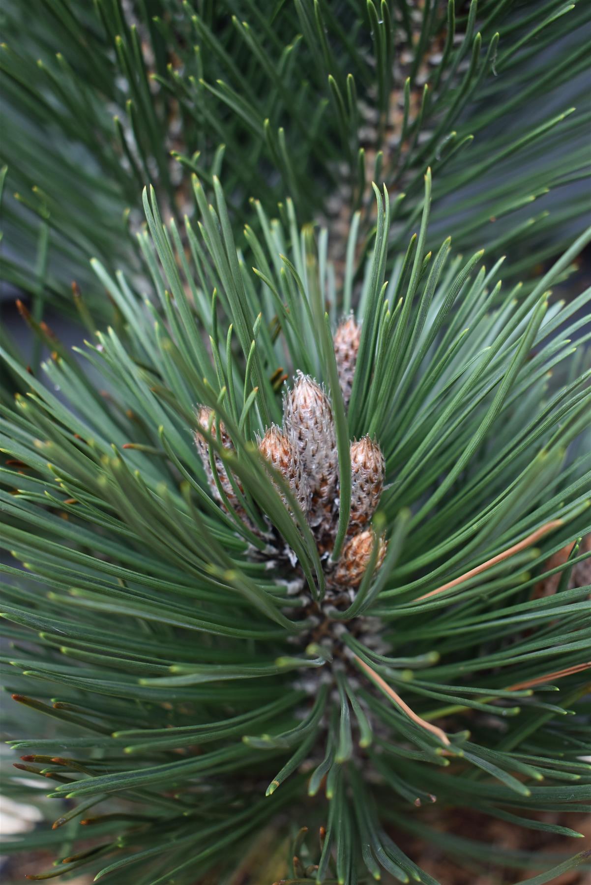 Pinus leucodermis 'Malinki' | Pinus leucodermis 'Malinki' - Height - 55cm - Width 35-40cm - 8lt