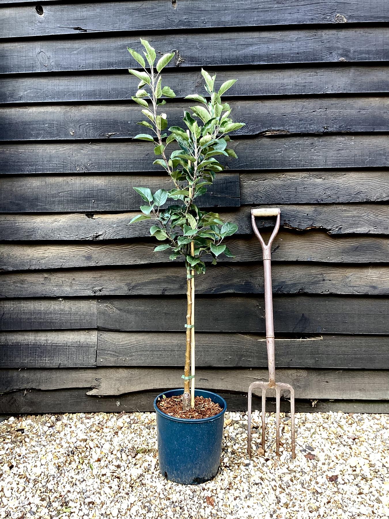 Apple tree 'Discovery' | Malus domestica - M26 - Dwarfing - 130-140cm - 10lt