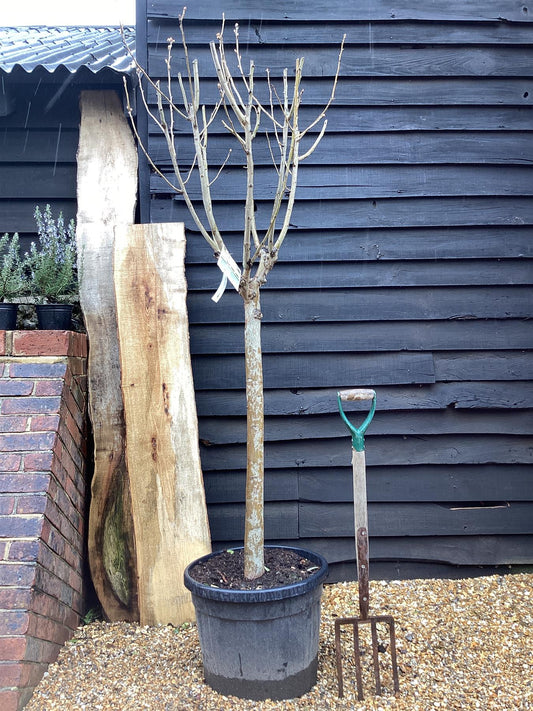 Pear tree 'Ercolini' | Pyrus communis  - Girth 18-20cm - 220-240cm - 50lt