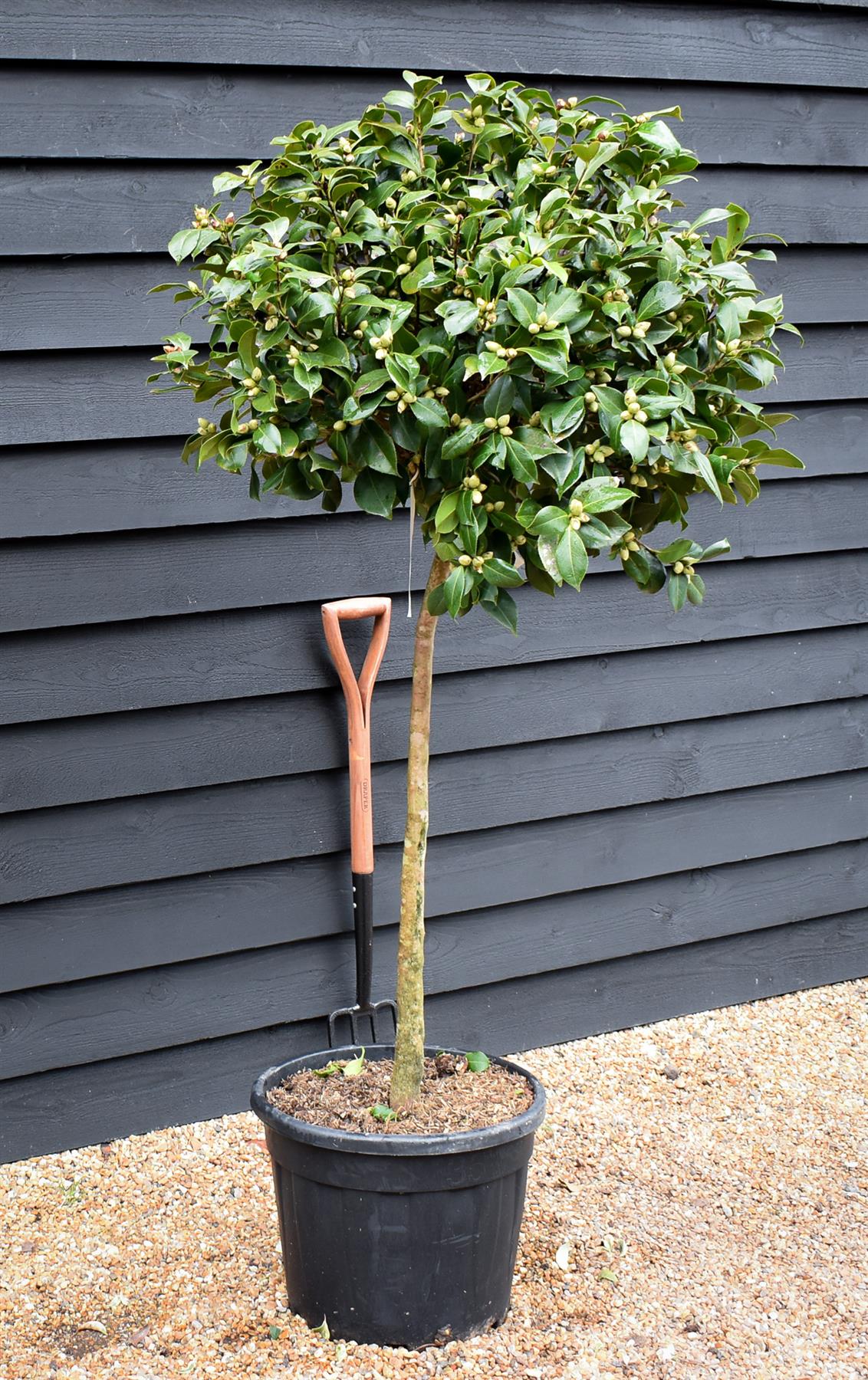 Camellia Japonica - Laurie Bray - Soft-Pink - Single Stem 100cm - Height 180cm - 45lt