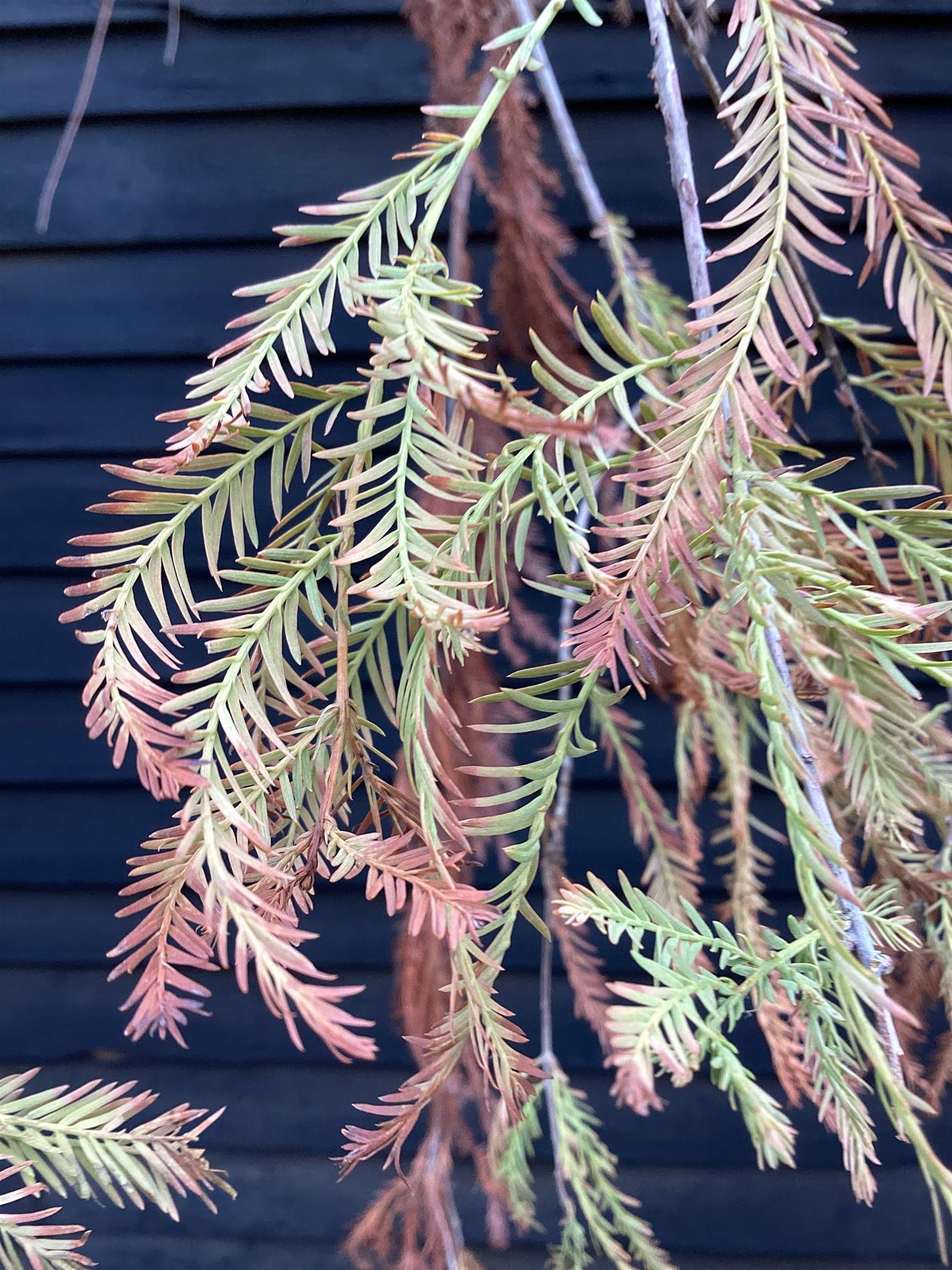 Taxodium distichum Pendula | Weeping Bald Cypress - Mature Tree - Girth - 25cm - Height 450cm - 110lt