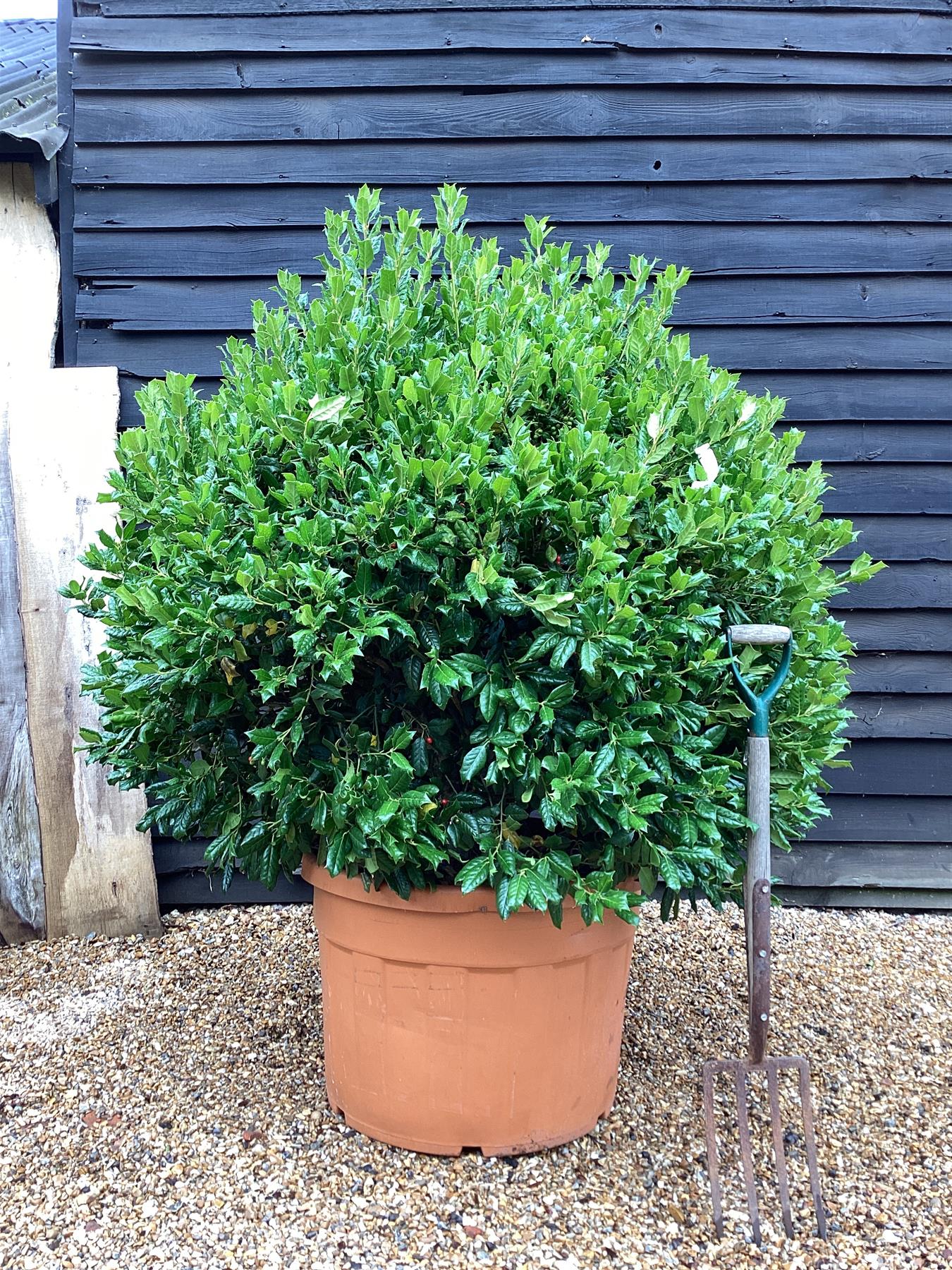 Ilex 'Nellie R. Stevens' | Holly - Large Ball - Height 120cm - 180lt